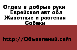 Отдам в добрые руки. - Еврейская авт.обл. Животные и растения » Собаки   